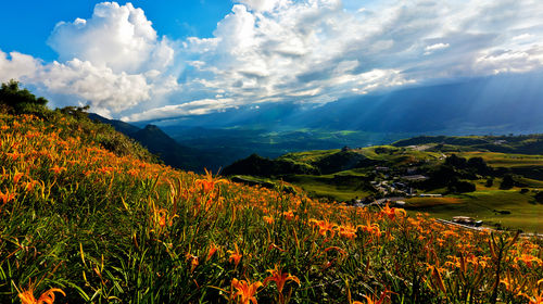 六十石山风景区 瑞穗牧场 花莲观光糖厂赏花一日游 满山的澄黄花海在青空下摇曳生姿 美不胜收 线路推荐 携程玩乐