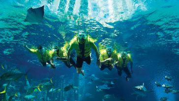 Ultimate Snorkelling