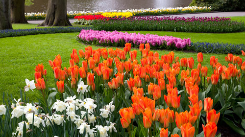 【交通不愁】荷兰阿姆斯特丹库肯霍夫郁金香公