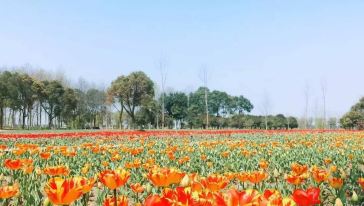 昆山巴城荷兰郁金香文化节