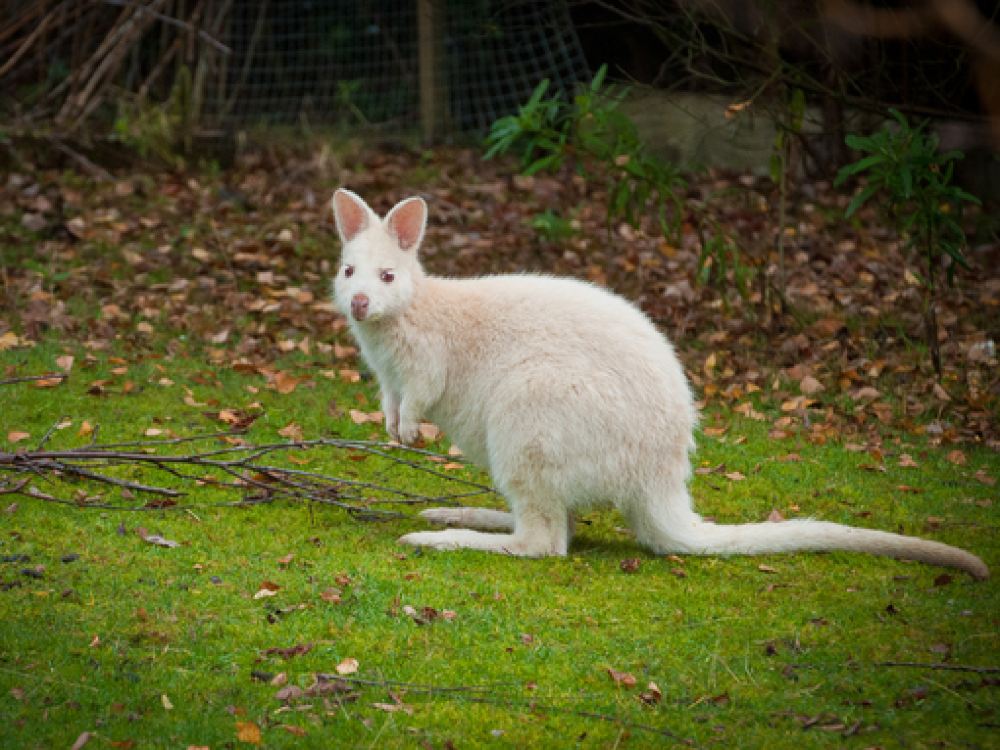 塔斯马尼亚布鲁尼岛一日游【寻白袋鼠 灯塔湾 南北一线 生蚝场/酒店