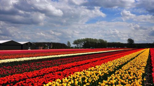 【交通不愁】荷兰阿姆斯特丹库肯霍夫郁金香公