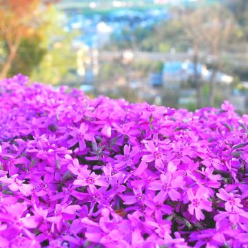 北海道道东1日游泷上芝樱公园+涌别町郁金香公园|札幌出发