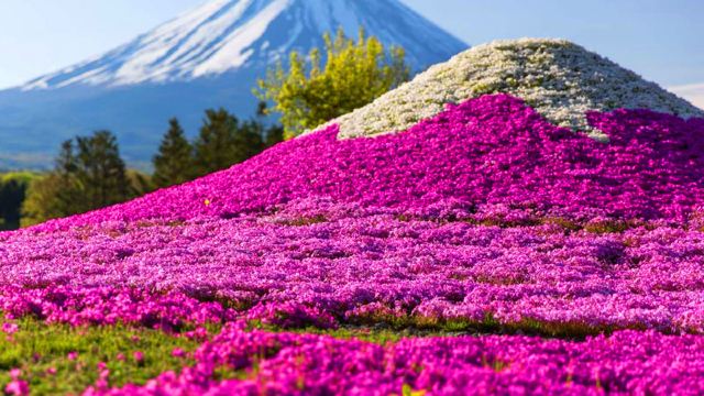东京 富士芝樱 御殿场奥特莱斯一日游【多地出发 中文导游 全日本人气
