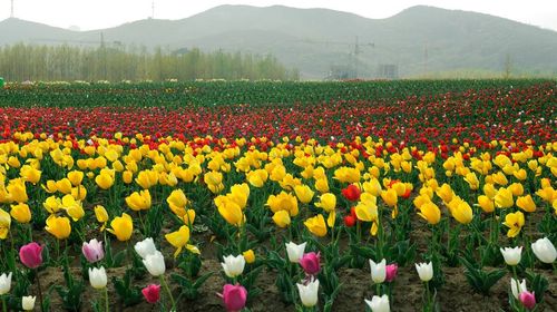 江苏采茶季一日游【宜兴采茶 】线路推荐【携