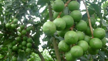 坚果品种名称 350h0q000000goj9gE789_C_364_206.jpg