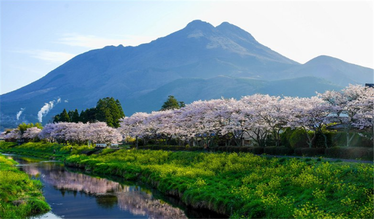 日本福冈樱花之旅一日游【3~4月樱花季】