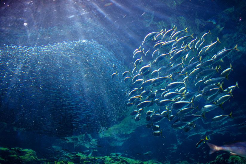 九十九岛水族馆
