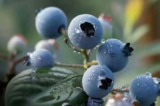 四川彭州蓝钻蓝莓1斤四盒装