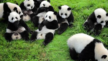 四川成都成都大熊猫繁育研究基地+三星堆博物