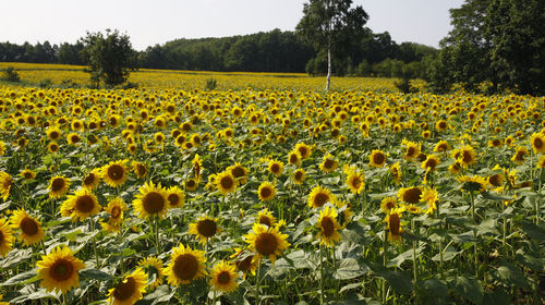日本北海道空知郡赏太阳花一日游【150万株太阳花,户外雕刻美术馆,角