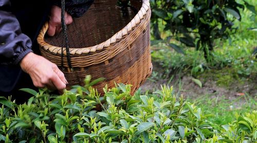 江苏采茶季一日游【宜兴采茶 】线路推荐【携