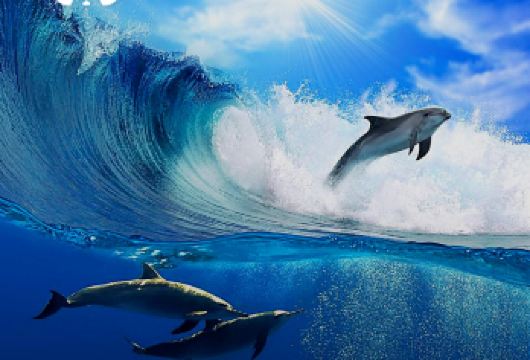 悉尼史蒂芬斯港一日游-含刺激滑沙/追海豚/含午餐/无小费【史蒂芬斯港滑沙 追海豚 参观考拉保护区 午餐一价全含】