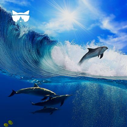 悉尼史蒂芬斯港一日游-含刺激滑沙/追海豚/含午餐/无小费