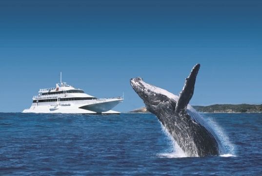 喂食海豚,把第二条鱼捏在手里不要急着松手,海豚会轻轻用鼻尖触碰你