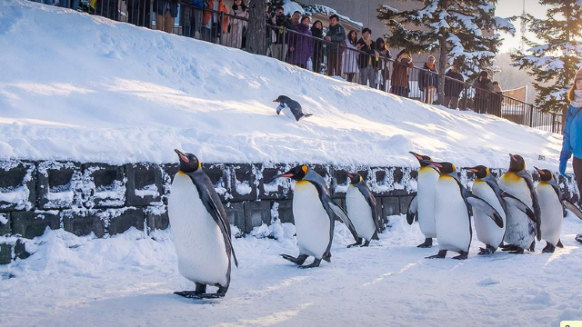 日本北海道旭山动物园亲子一日游