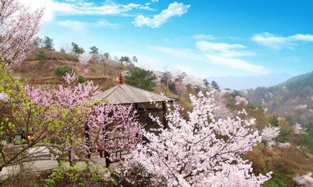 清凉寨景区现有人工培植樱花园百余亩,原生态樱花千余亩.