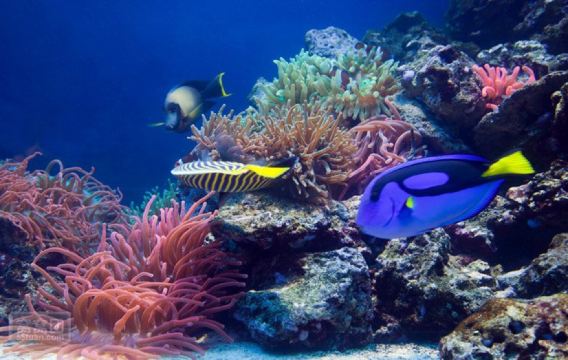 北京海洋馆是目前世界内陆水族馆.