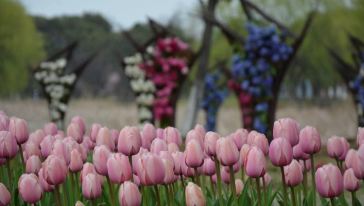 昆山巴城荷兰郁金香文化节