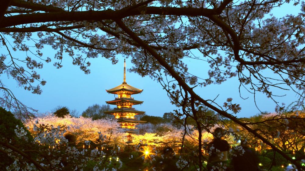 武漢東湖磨山櫻園門票 磨山景區直通車套餐