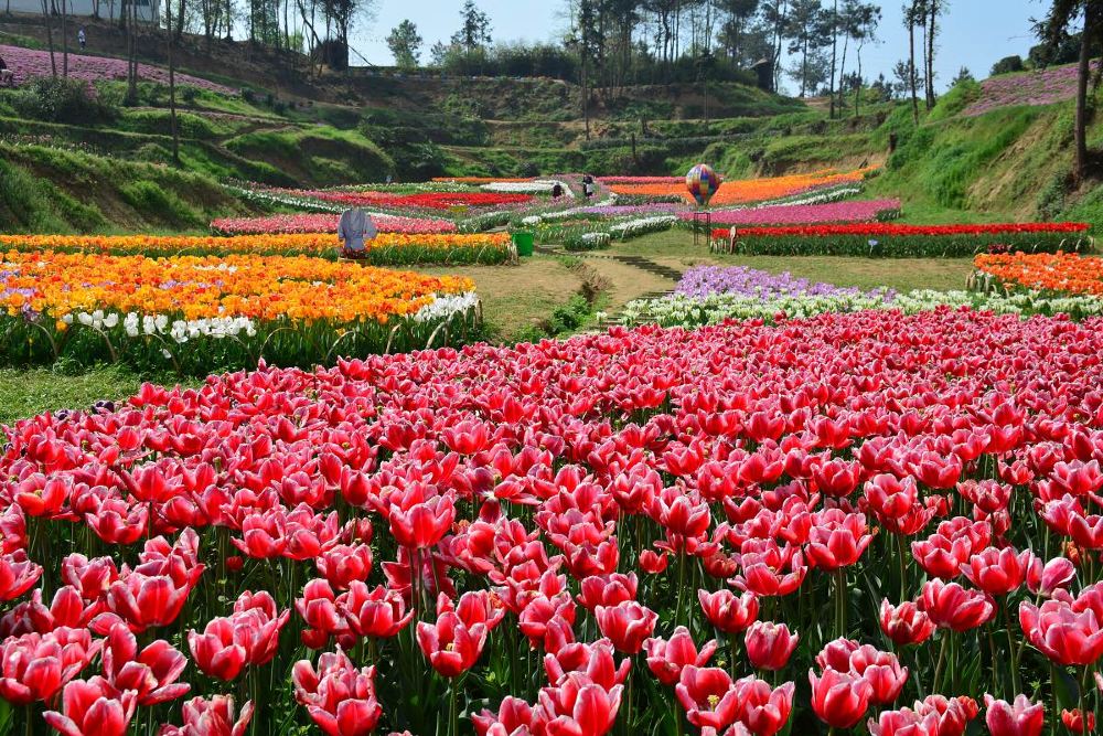 江西庐山西海花千谷一日游武陵奇峡花花世界江南第一奇峡