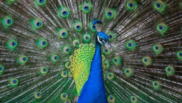 美国圣奥古斯丁人文风情一日游【解读美国殖民