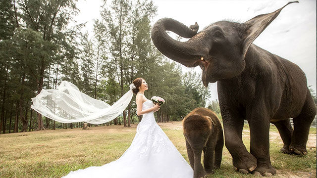大象婚纱摄影_大象摄影图