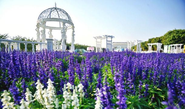 百万葵园一日游欢乐天地赏花踏青亲子游特别赠送