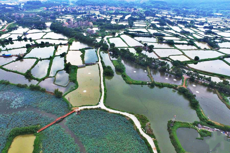 大雁山+古劳水乡游船一日游【登高远眺水乡游