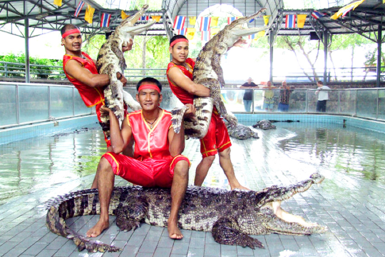 北榄府古城微缩景观公园北榄鳄鱼湖动物园三头神象博物馆asiatique