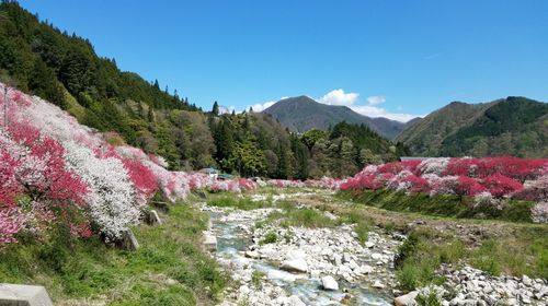 日本长野县阿智村花桃林一日游 和牛黑猪福味鸡涮涮锅草莓甜品与蜜瓜畅吃 线路推荐 携程玩乐