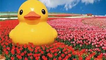 洛阳豪泽国际郁金香花海欢乐城+神州牡丹园一