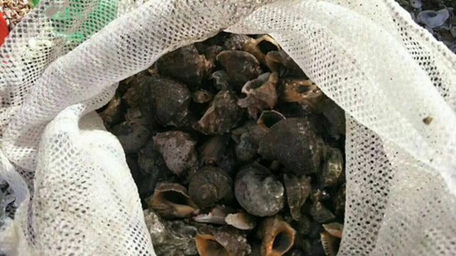 辽宁大连石城岛一日游赶海