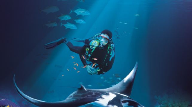 2026年2月2日全国主要批发市场澳洲龙虾价格行情