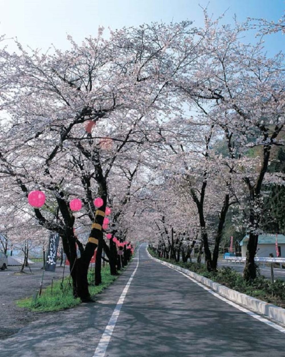 一到櫻花盛開的季節,道路兩旁約280株染井吉野櫻花盛開,形成無比美麗