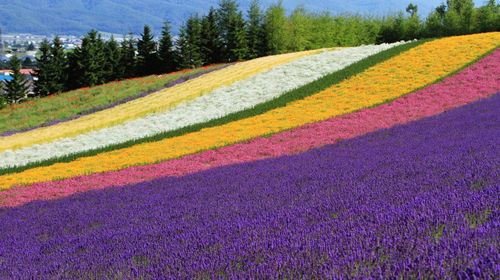 青池 上富良野花田 富田农场一日游 北海道美瑛青池富良野拼布之路薰衣草漫步 哈密瓜王国 花田之乡踏青赏花 线路推荐 携程玩乐