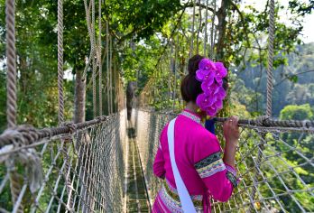 【2人成行丨保证发团】望天树小团一日游丨享VIP式体验【[缤纷景点]从“水、陆、空”北纬二十一度全方位俯瞰整片雨林，体验热带雨林的绿洲，徒步探索奇妙植物】