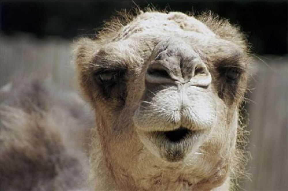 鄂尔多斯草原旅游区一日游【傻骆驼订制专家 东胜区起止含欢乐牧场