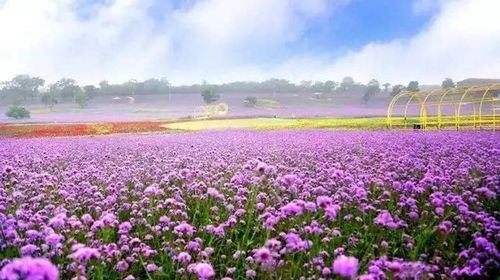 金石灘度假區 沙灘帳篷泳池游泳 心悅島賞花海一日遊【心悅島趕海拾貝