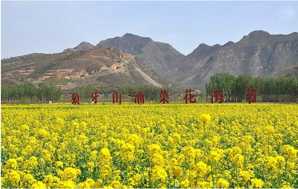 狼牙山万亩花海一日游置身万亩花海之中油菜花郁金香樱花