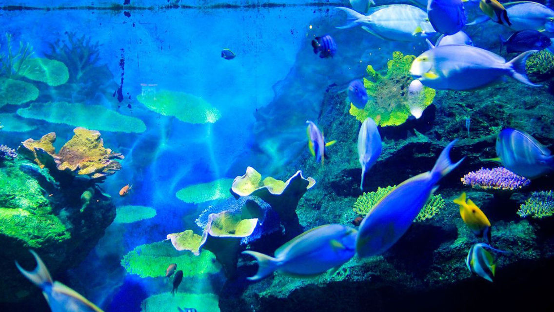 bangkok sea life ocean