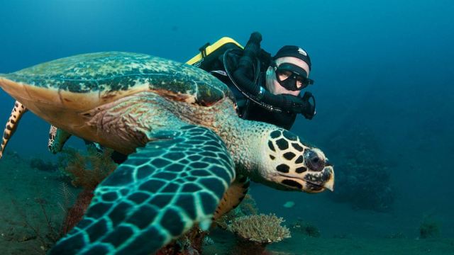 巴厘岛图兰奔sanjaya utama俱乐部2次潜水一日游(可加购spa和金巴兰