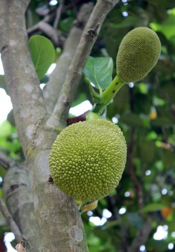 这是广东特色水果之一的"菠萝蜜".