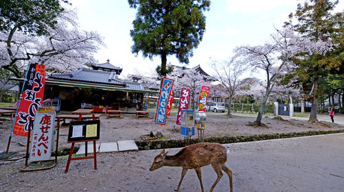 京都伏见稻荷大社 清水寺 金阁寺 岚山 四大人气景点一日游 大阪 京都出发 1人成团 天天出发 线路推荐 携程玩乐