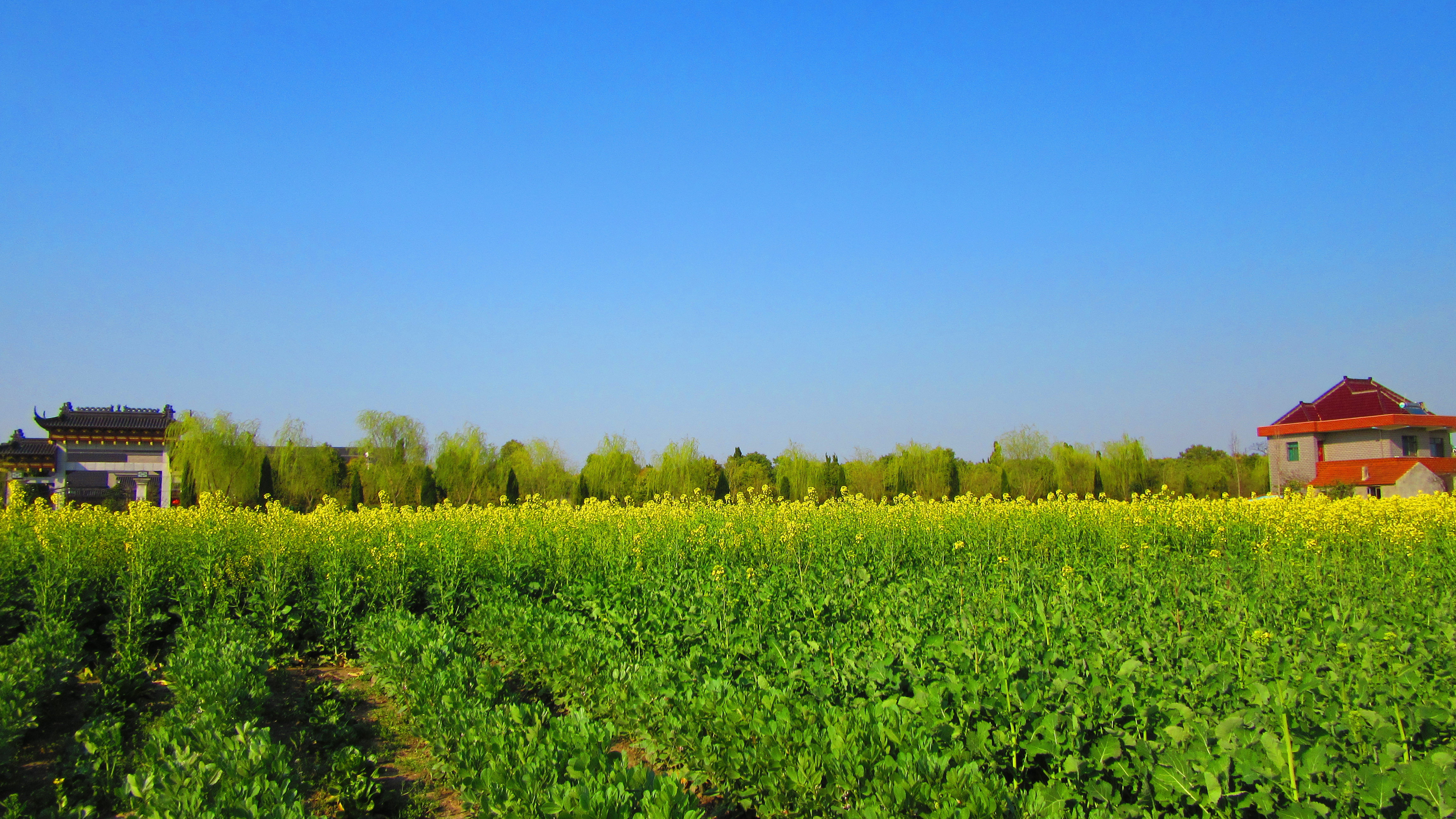 春游好时光,江海大平原遍地金黄