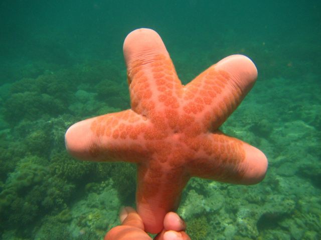 这种海星被我妹形容为吃撑了