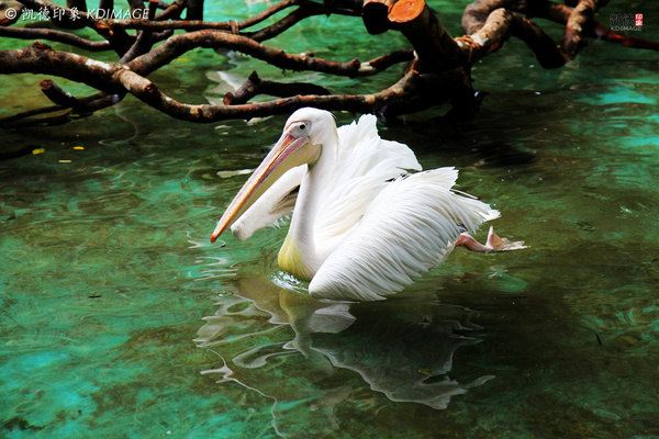 被母亲叫做大嘴巴的鹅