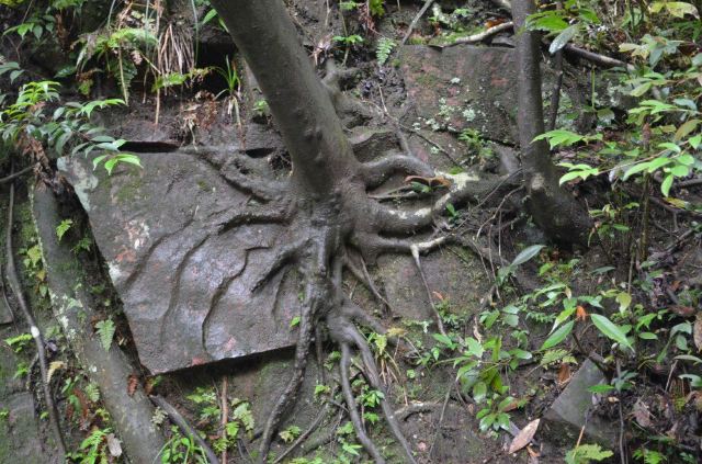 植物根劈(张家界地貌行成的原因之一)
