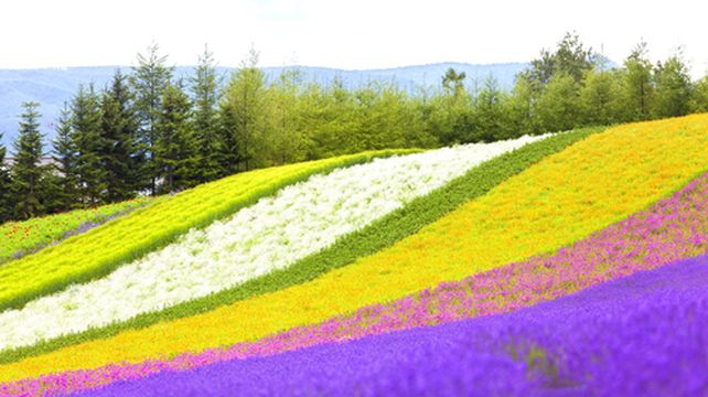 青池 富田农场一日游 四季彩之丘云霄飞车之路精品小团接送 舒适大巴集合 线路推荐 携程玩乐