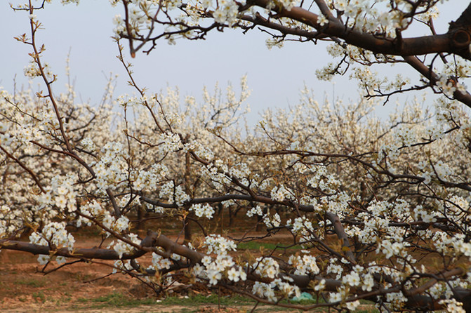赵县梨花--梨花风起正清明,游子寻春半出城